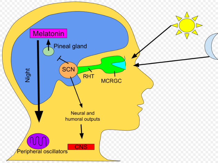 Circadian Rythms Wize University Physiology Textbook Wizeprep